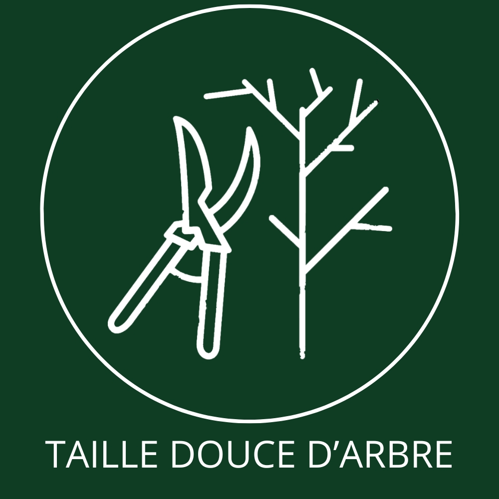 Exemple de taille douce d'arbre par Elagage LevyPro